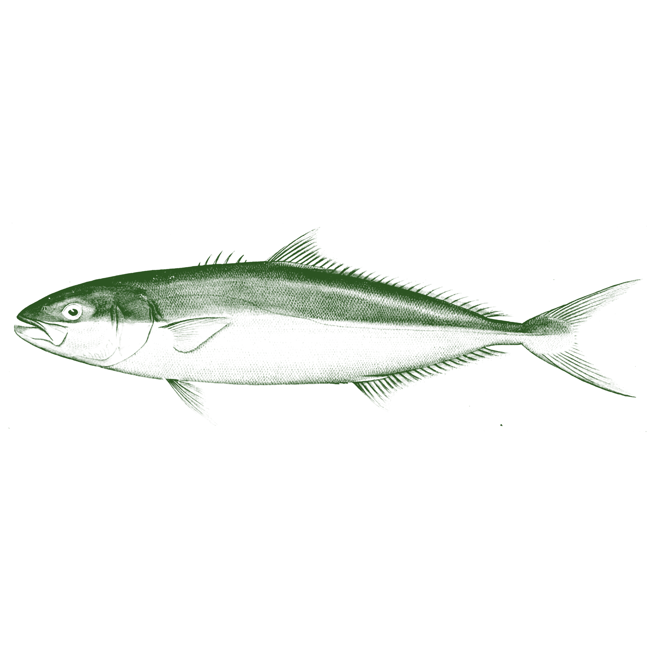 Fishing Offshore Kingfish Anna Maria Island