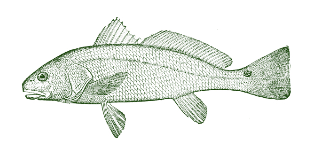 redfish anna maria island