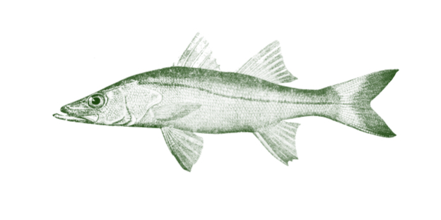 Inshore fishing snook fish anna maria island