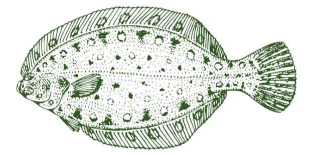 flounder fish anna maria island