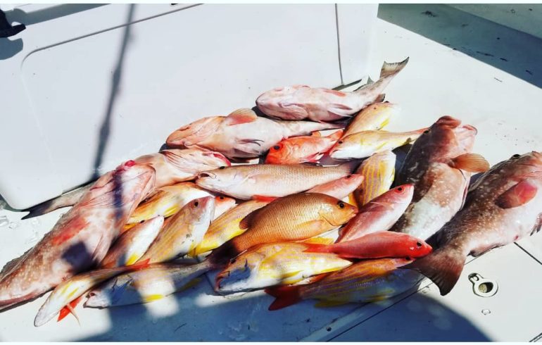 pile of fish from deep sea fishing