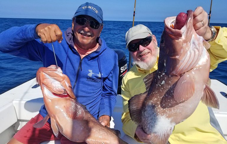 Two Red Grouper Fish